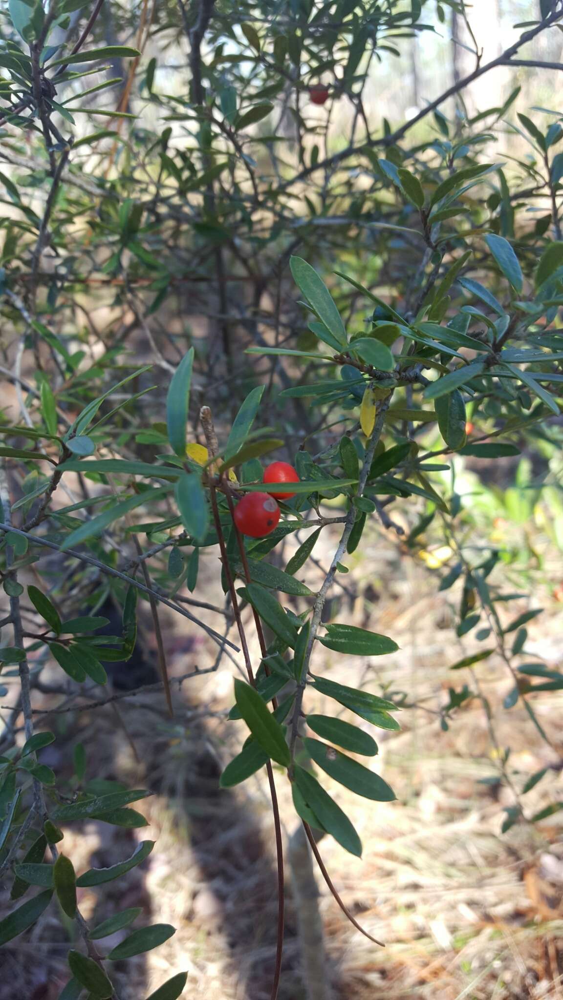 Слика од Ilex myrtifolia Lam.