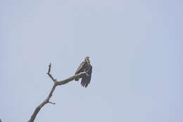 Image of Band-tailed Fish-eagle