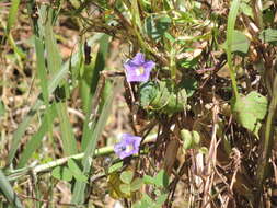 Image of Ipomoea parasitica (Kunth) G. Don