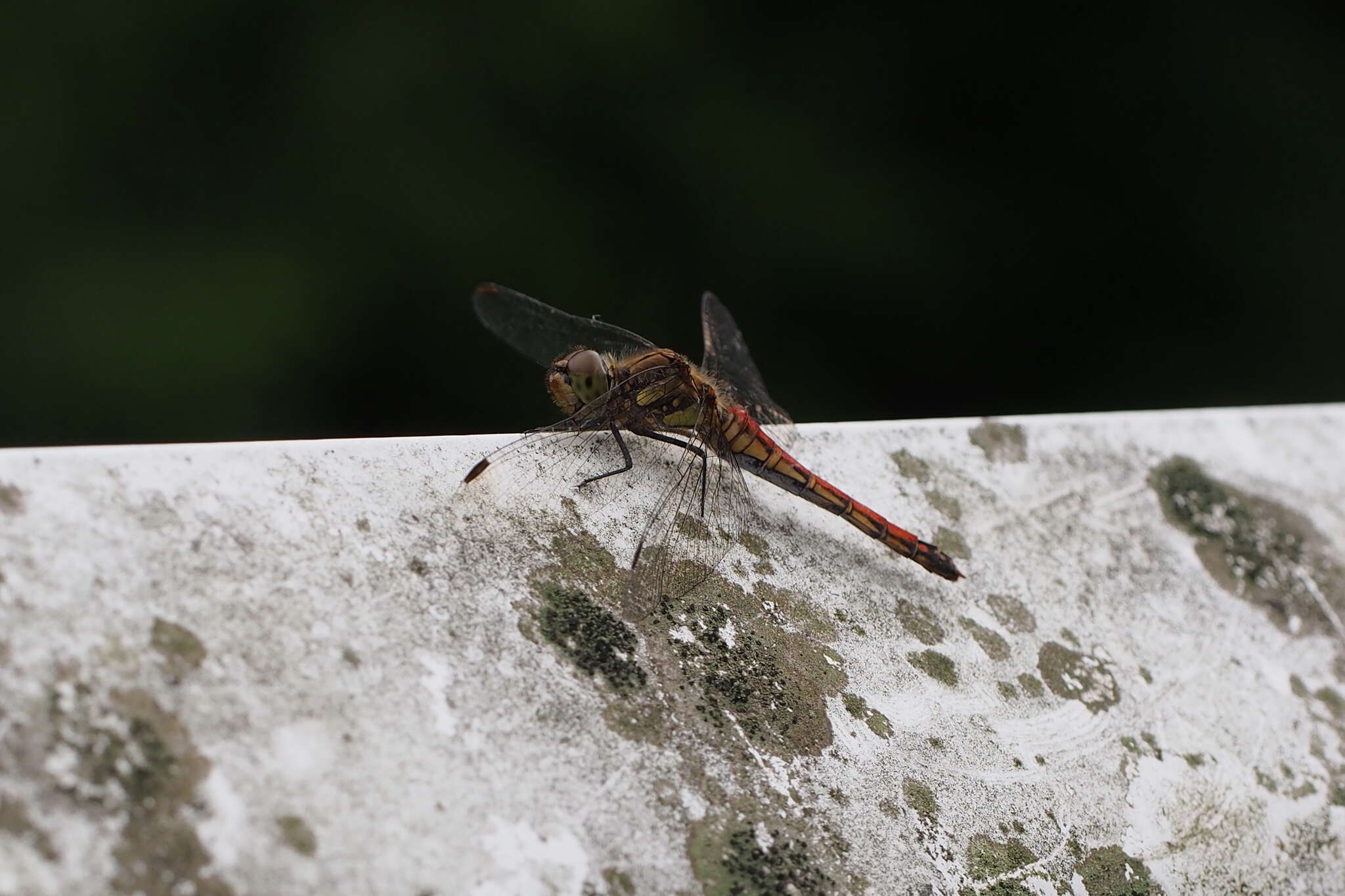 Image de Sympetrum frequens (Selys 1883)