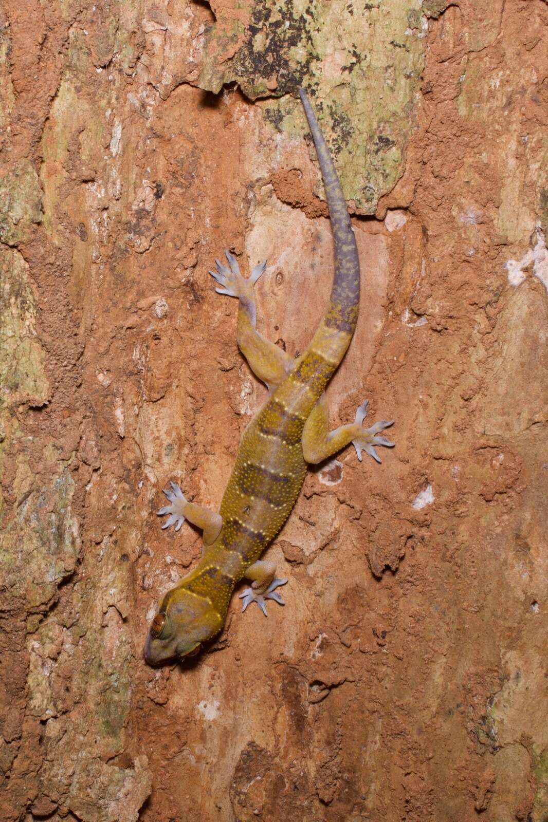 Image of Hemidactylus fasciatus Gray 1842