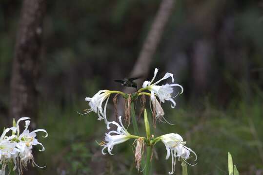 Image of White-throated Daggerbill