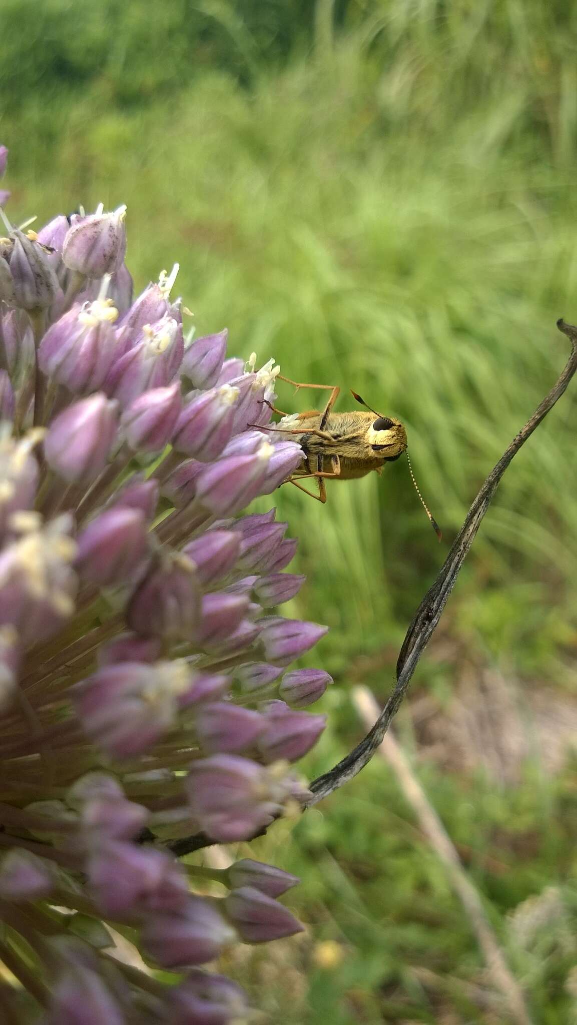 Image of Byssus Skipper