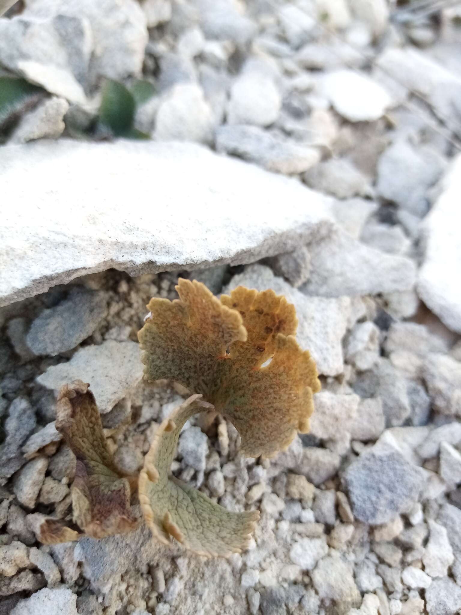 Image of Ranunculus paucifolius T. Kirk