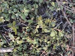 Image of Ceanothus divergens var. occidentalis (Mc Minn) D. O. Burge