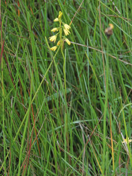 Image de Eulophia milnei Rchb. fil.