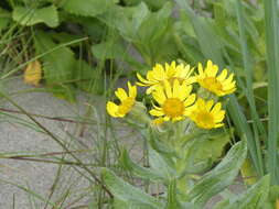 Plancia ëd Jacobaea pseudoarnica (Less.) Zuev