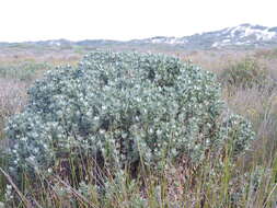 Imagem de Senecio halimifolius L.