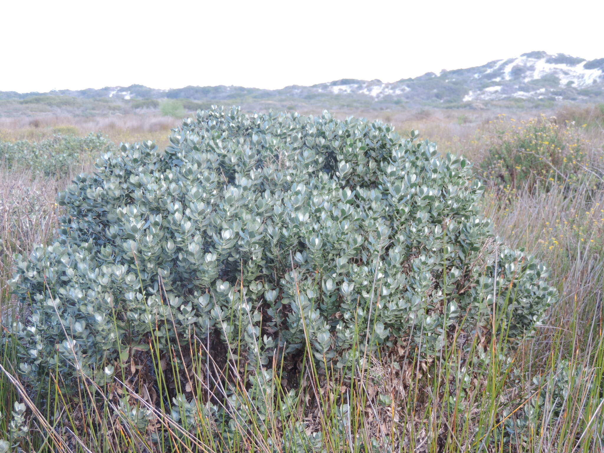 Imagem de Senecio halimifolius L.