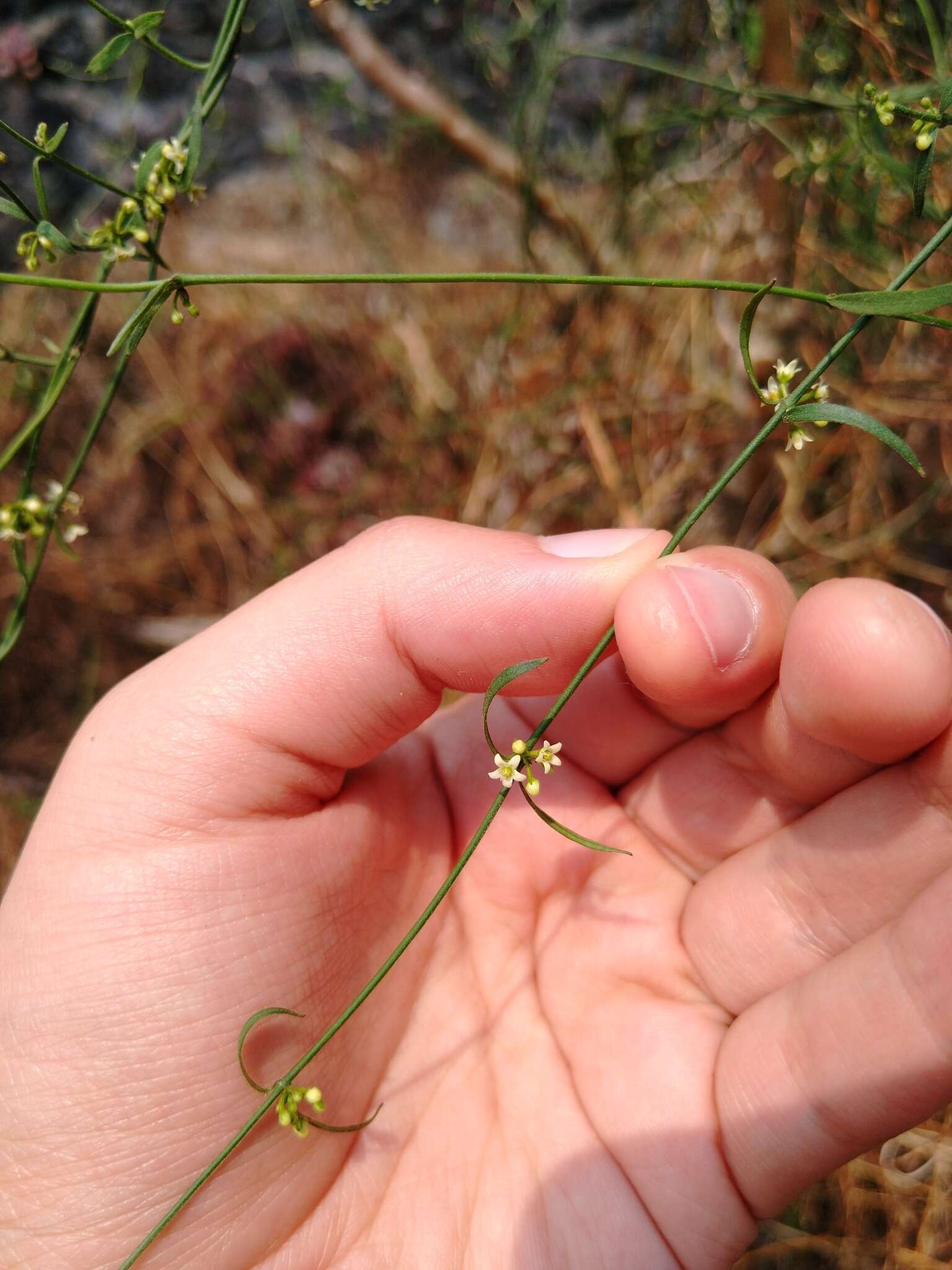 Image of Wiggins' swallow-wort