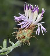 Слика од Centaurea boissieri DC.