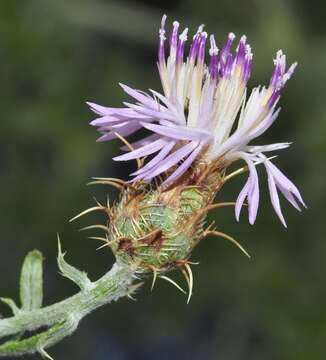 Image of Centaurea boissieri DC.