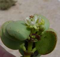 Image of Tetraena stapfii (Schinz) Beier & Thulin