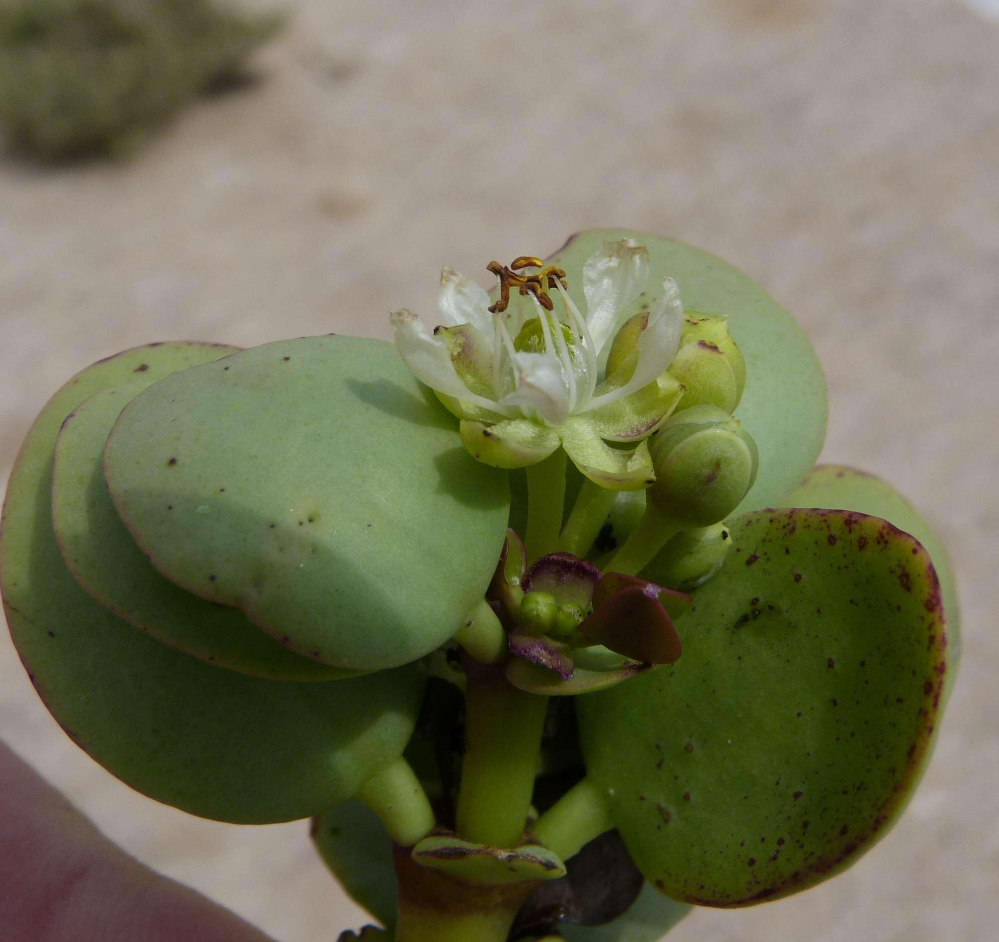 Sivun Tetraena stapfii (Schinz) Beier & Thulin kuva