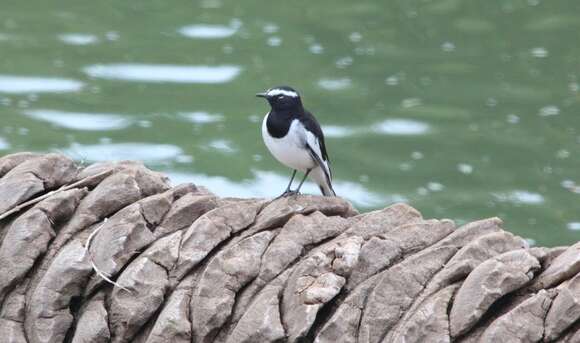 Image of White-browed Wagtail