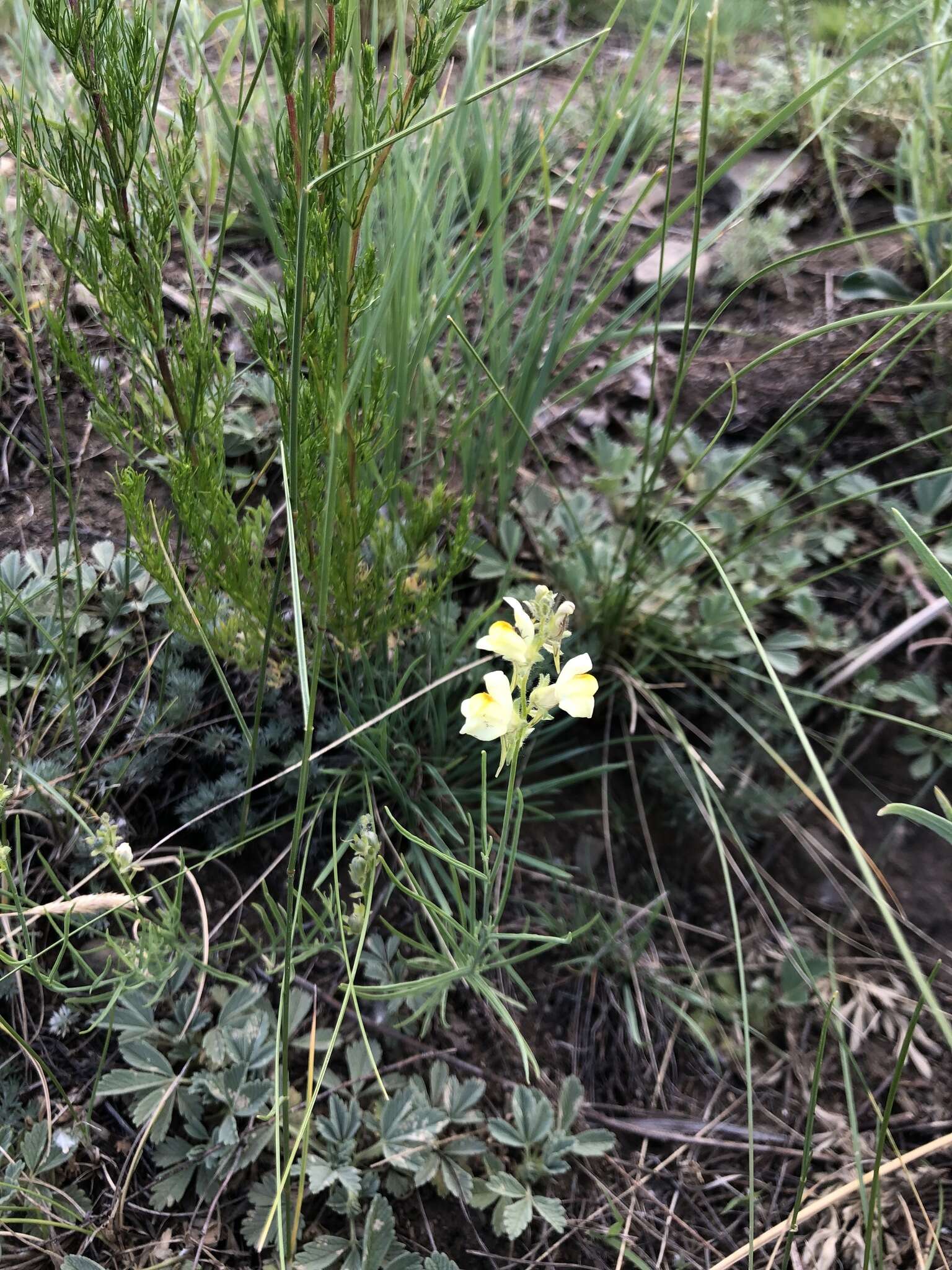 Plancia ëd Linaria buriatica Turcz.