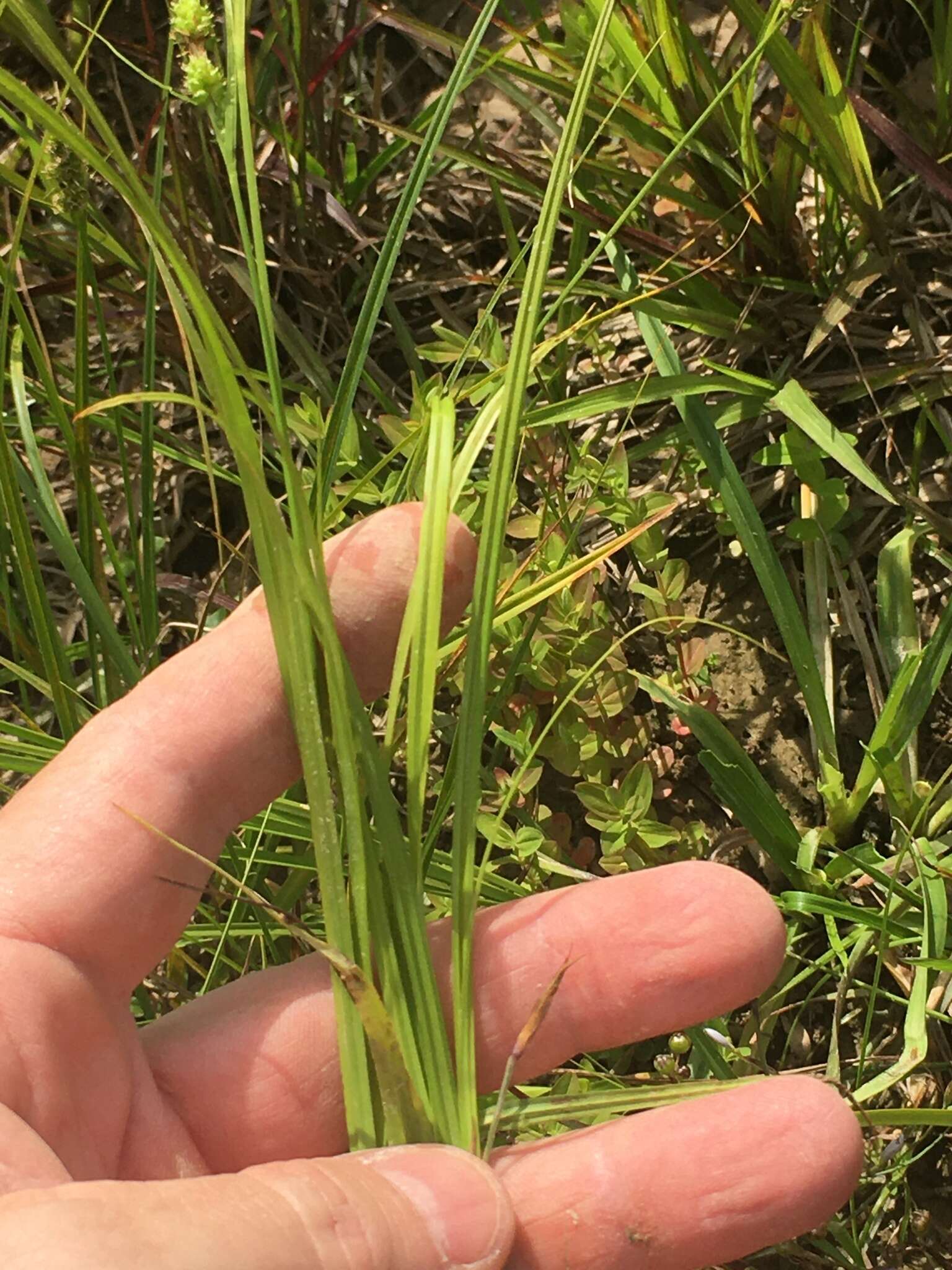 Carex caroliniana Schwein. resmi