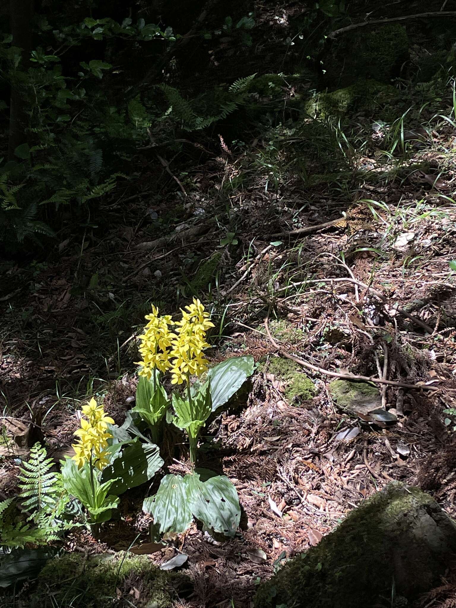 Image of Calanthe striata R. Br. ex Spreng.