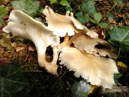 Image of Branched Oyster Mushroom