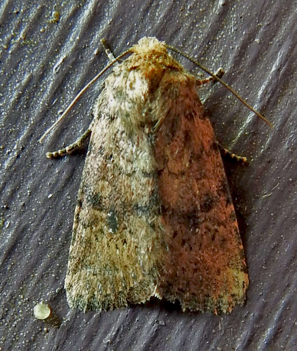 Image of Northern Scurfy Quaker Moth