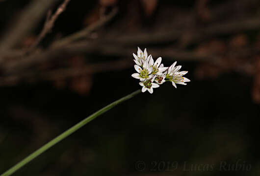 Image of slender false garlic