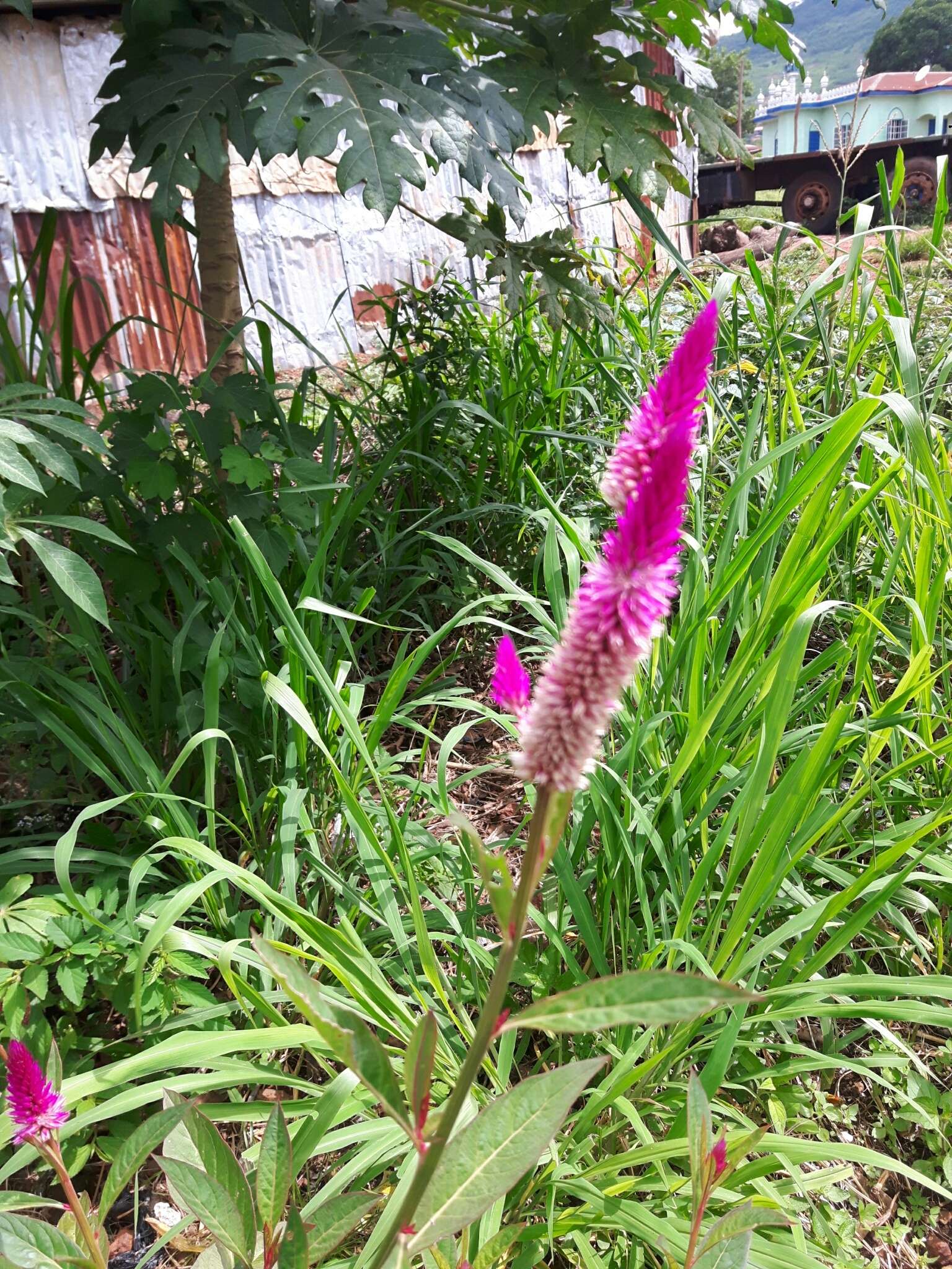 Imagem de Celosia argentea L.