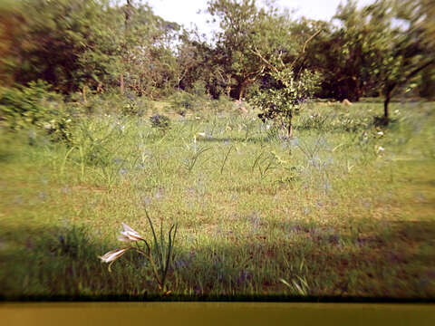 Image of Crinum nubicum L. S. Hannibal