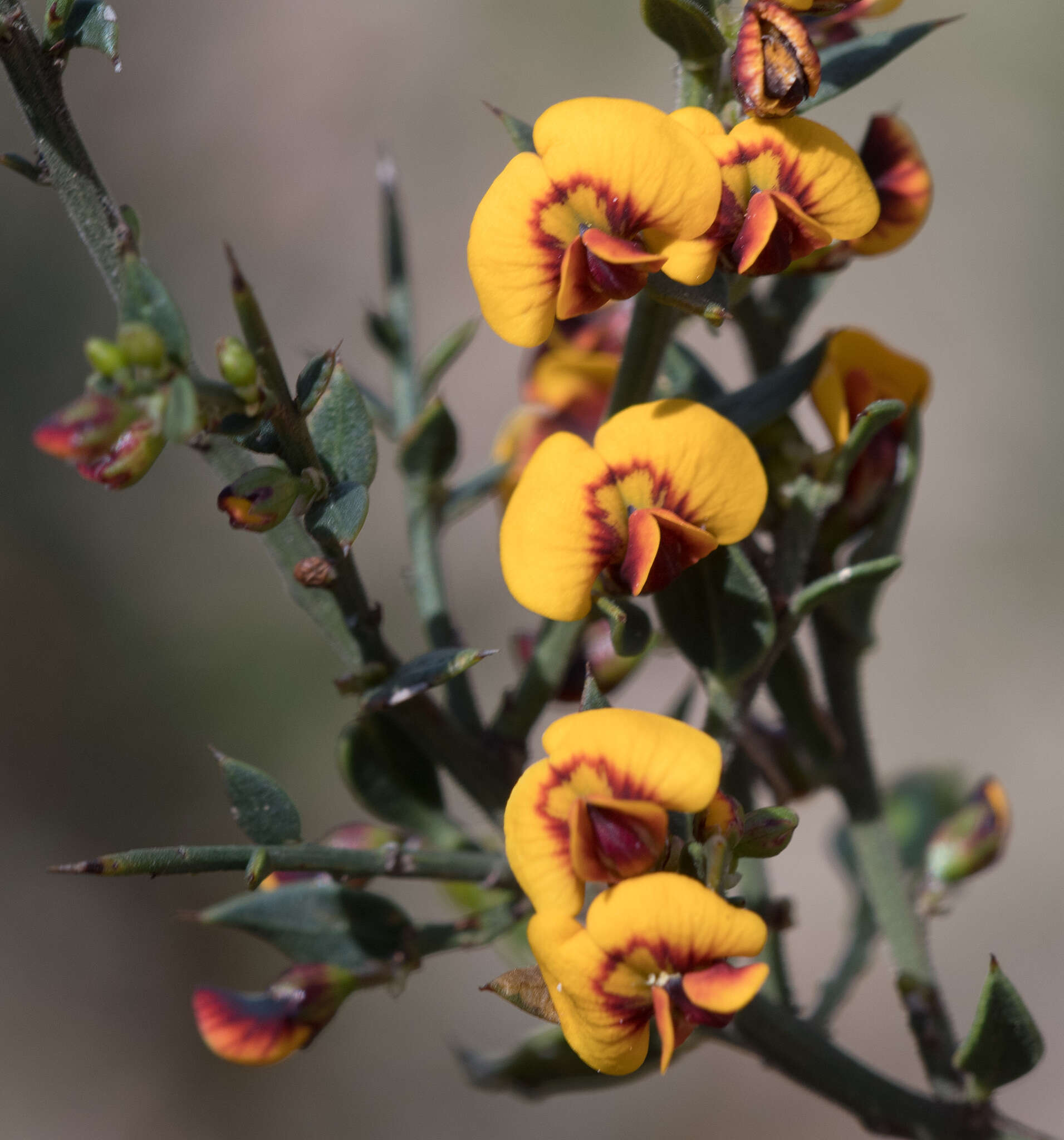 Image of <i>Daviesia ulicifolia</i> subsp. <i>ruscifolia</i>