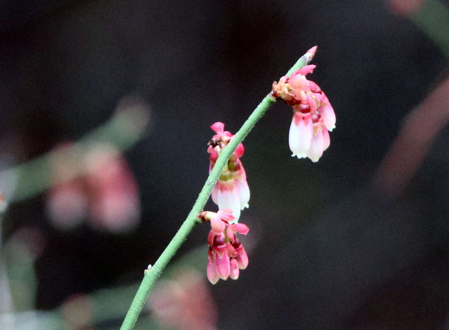 Image of Elliott's blueberry