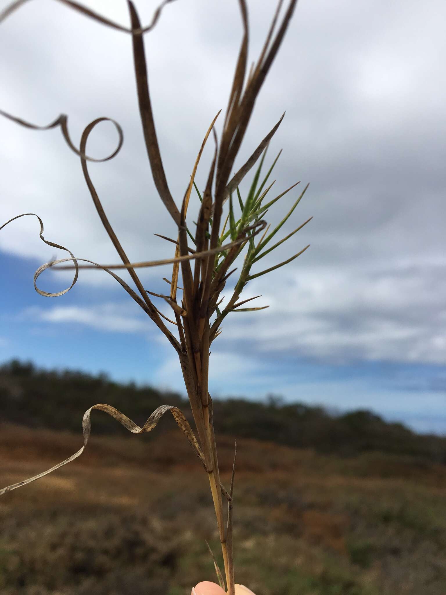 Image of Shore Grass