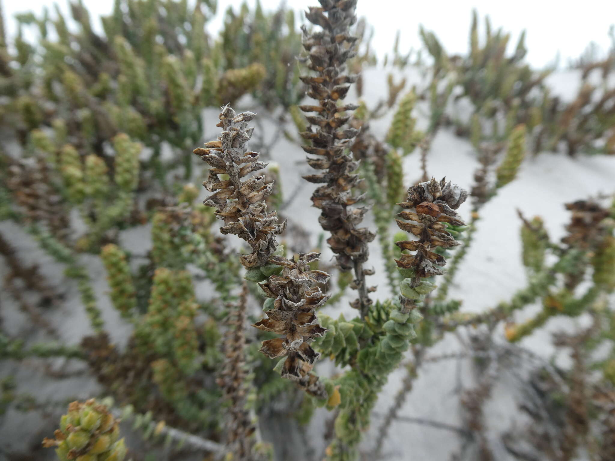 Sivun Hebenstretia cordata L. kuva