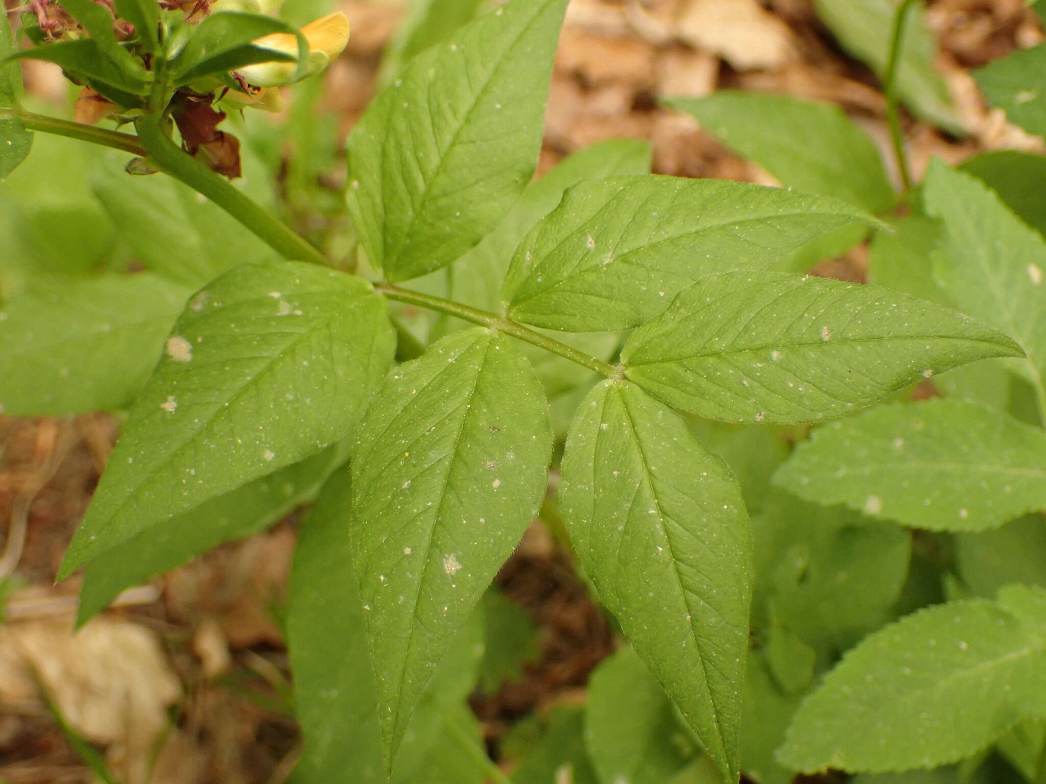 صورة Vicia oroboides Wulfen