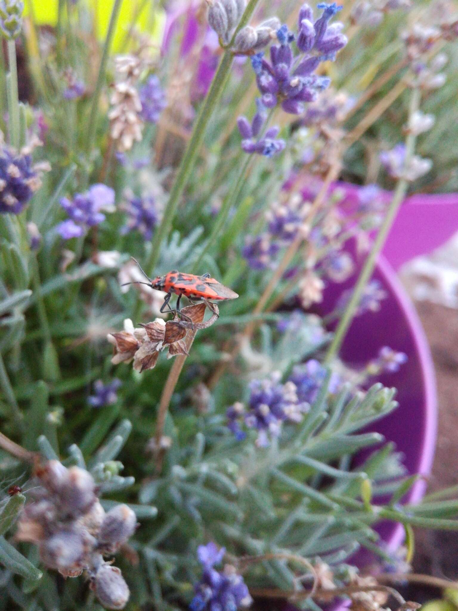 Image of black & red squash bug