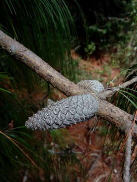 Image of Jelecote Pine