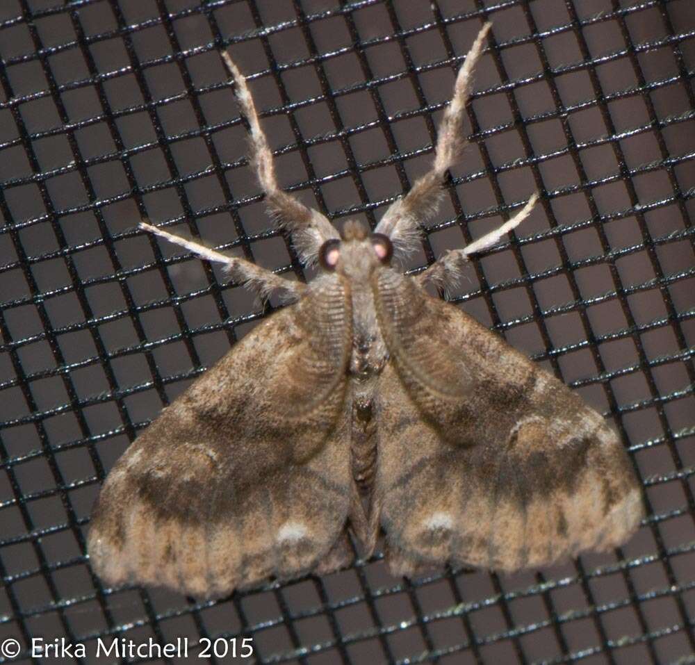 Image of Definite Tussock Moth