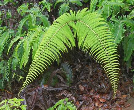 Image of Scrambling Fern