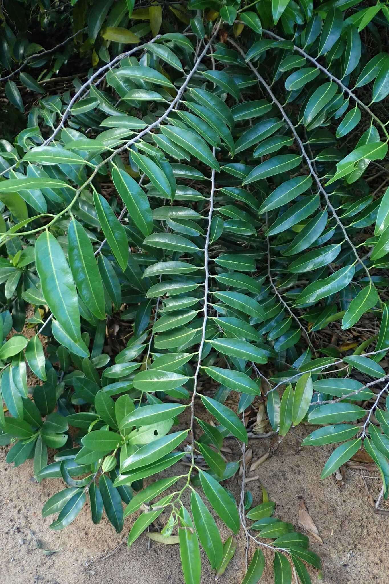 Image of Casearia gladiiformis Mast.