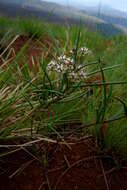 Image of Hooded meadow-star