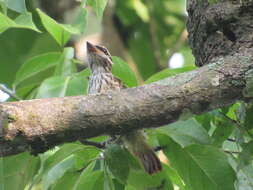 Image of Myiodynastes maculatus chapmani Zimmer & JT 1937