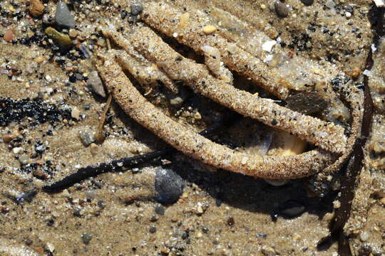 Image of sandmason worm or sand mason worm