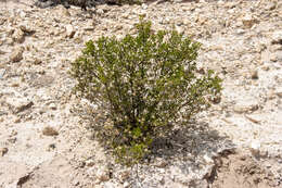 Image of Dusky Daisy-bush