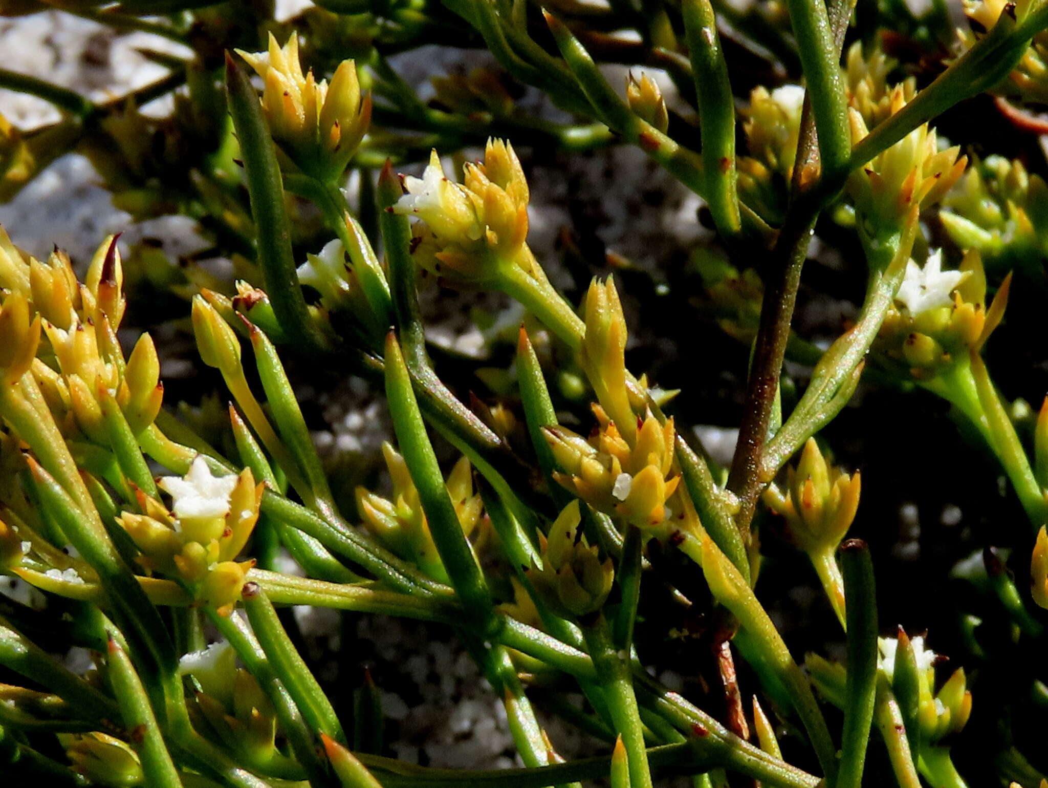 Image of Thesium acuminatum A. W. Hill