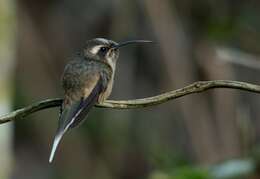 Phaethornis squalidus (Temminck 1822) resmi