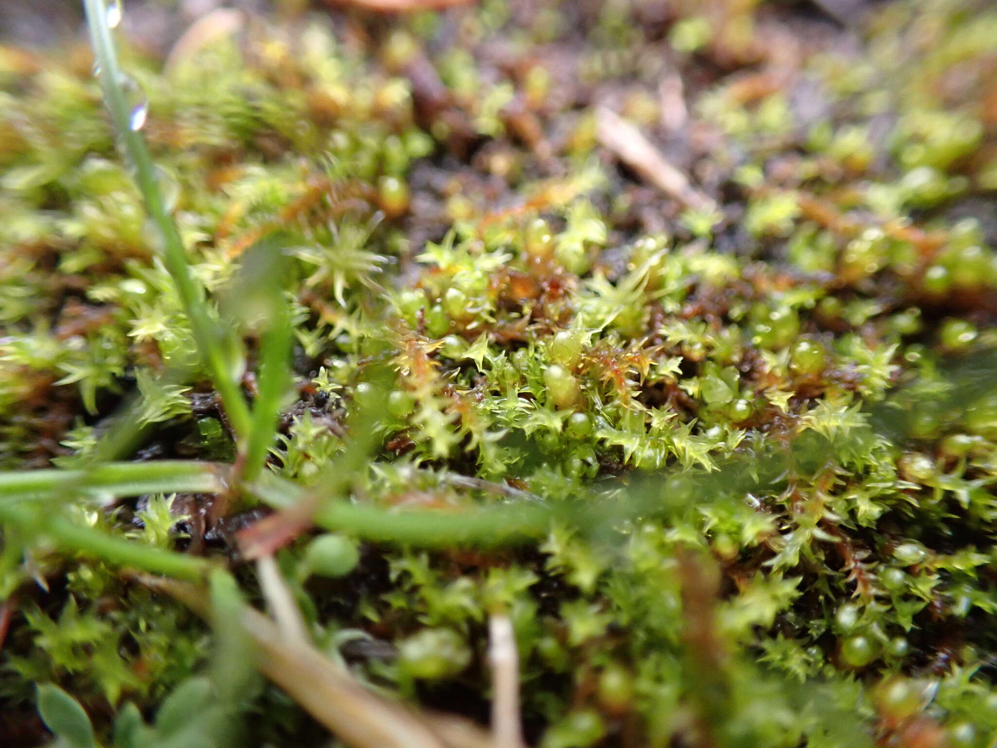 Image of California triquetrella moss
