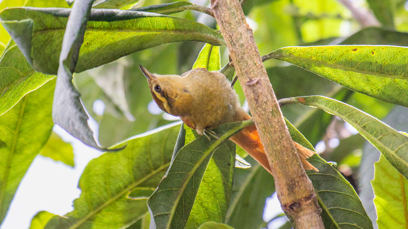 Image of Pallid Spinetail