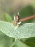 Image of Coleophora kearfottella Barnes & Busck 1920