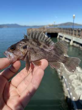 Image of Brown rockfish