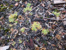 Imagem de Drosera glanduligera Lehm.