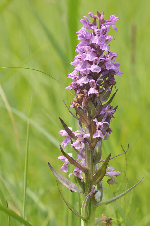 Image of Dactylorhiza praetermissa subsp. praetermissa