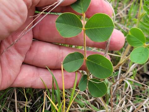 Image of Edwards Plateau hoarypea